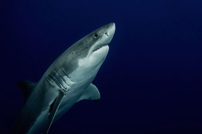Shark Guardian: A Year on the Front Line