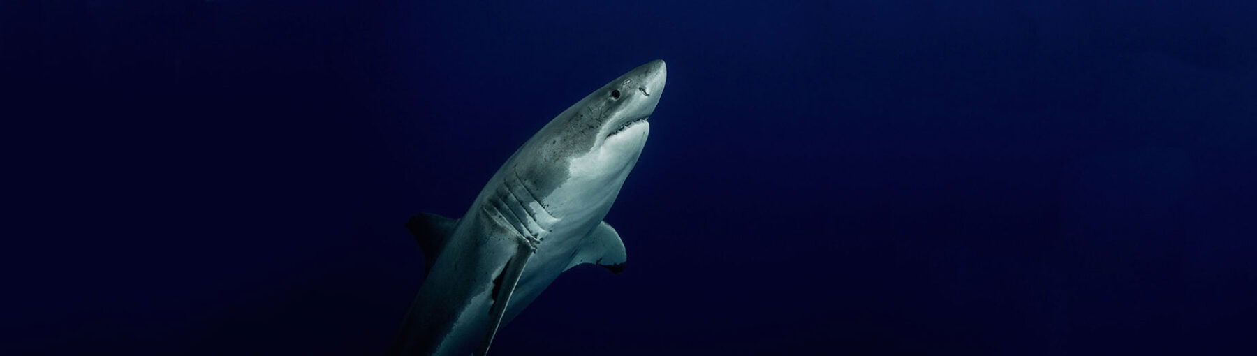 SharkGuardian-COmpressed