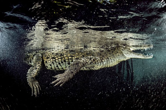 Diving with Crocodiles in Jardines de la Reina, Cuba