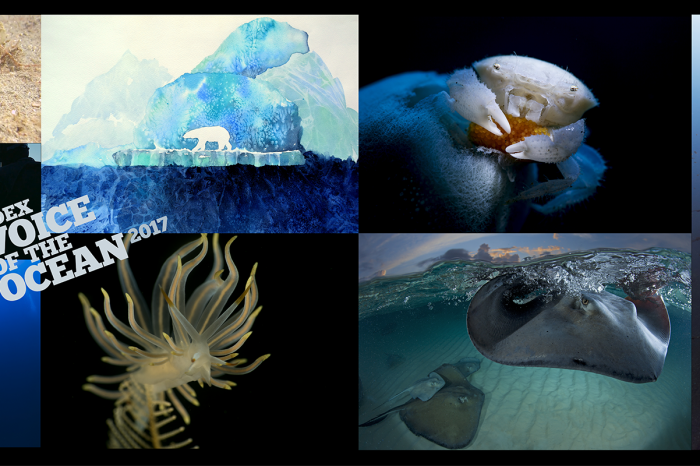 ADEX Voice of the Ocean Photo/Video/Art Competition 2017