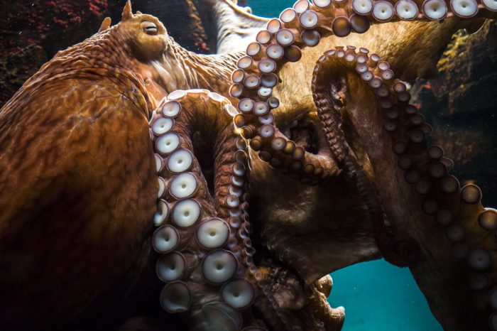 Octopuses Just Got Weirder