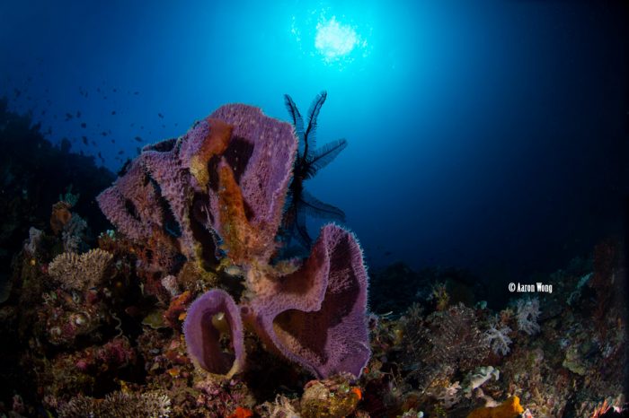 Soaking It All In: Sea Sponges