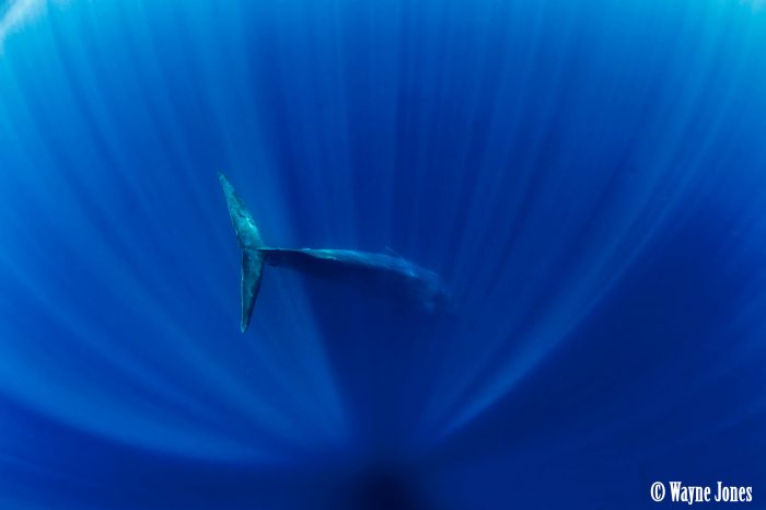 Underwater Photographer of the Week: Wayne Jones