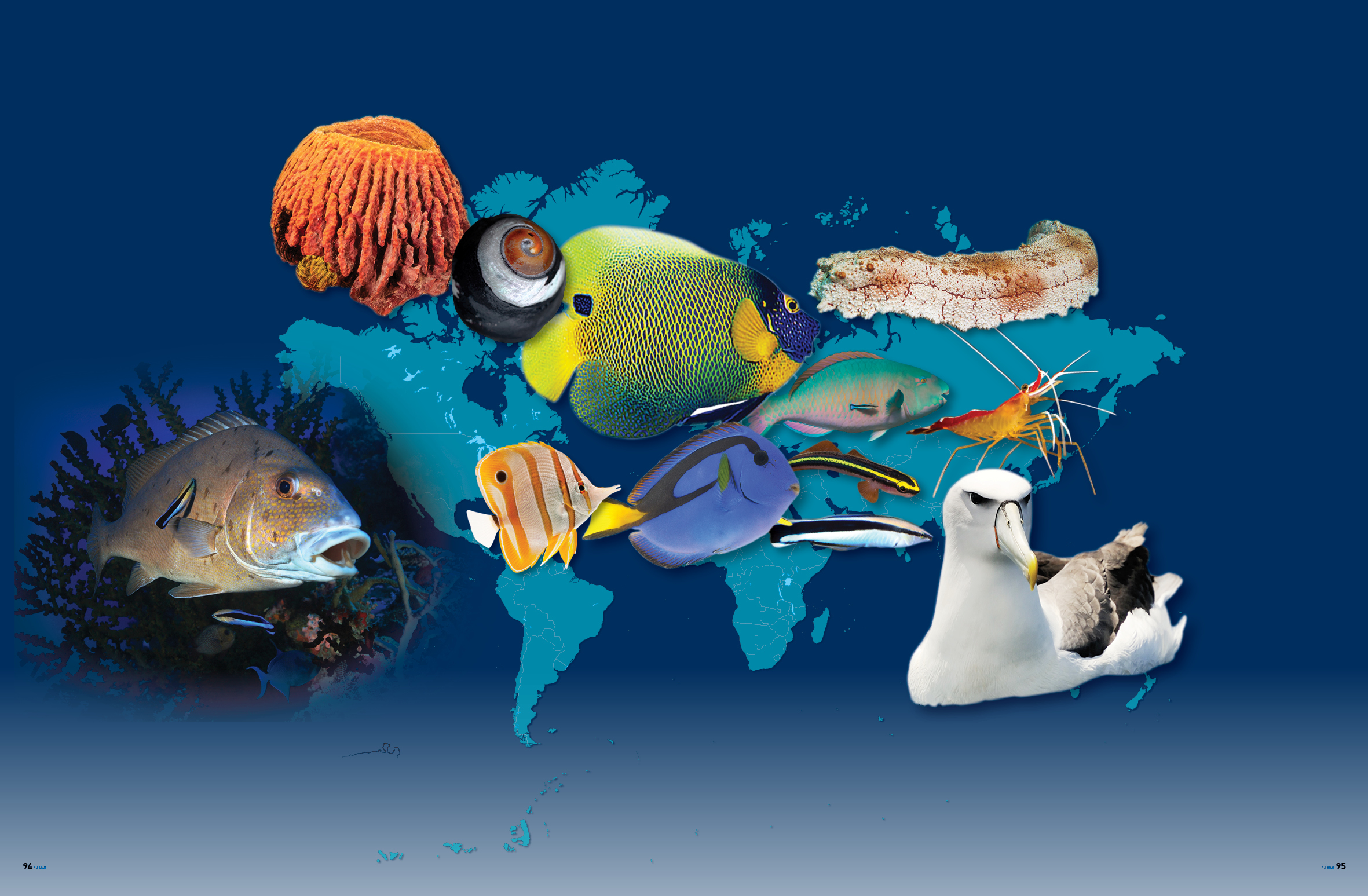 Species That Clean - Underwater360