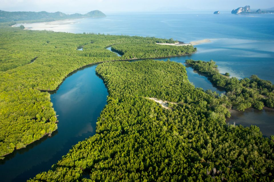 mangroves basics