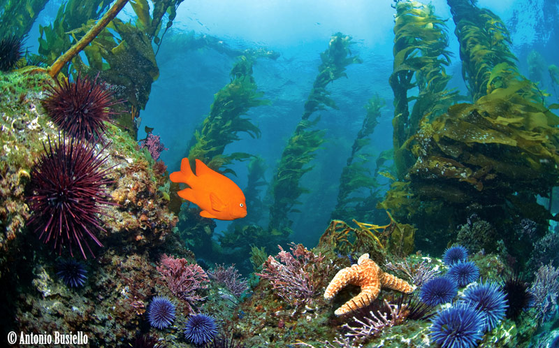 underwater california