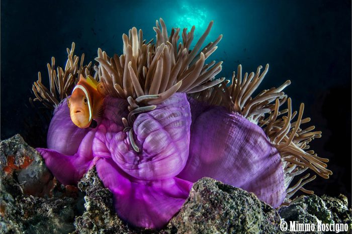 Underwater Photographer of the Week: Mimmo Roscigno