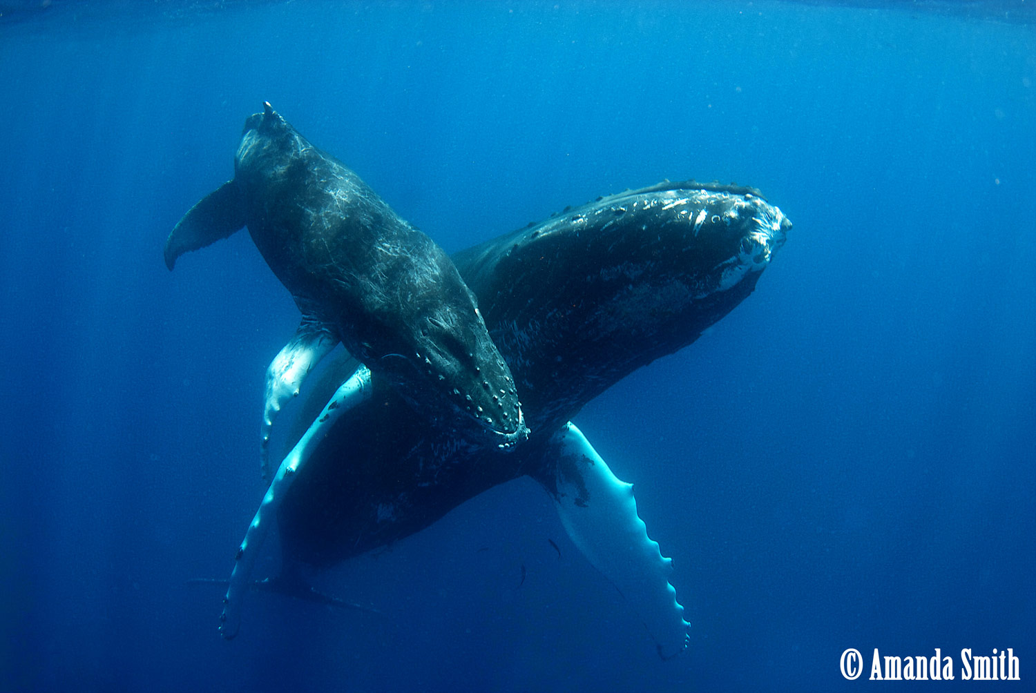 Humpback Whales