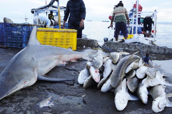 Unfinished Business: How Countries' Policies Impact the Shark Fin Trade