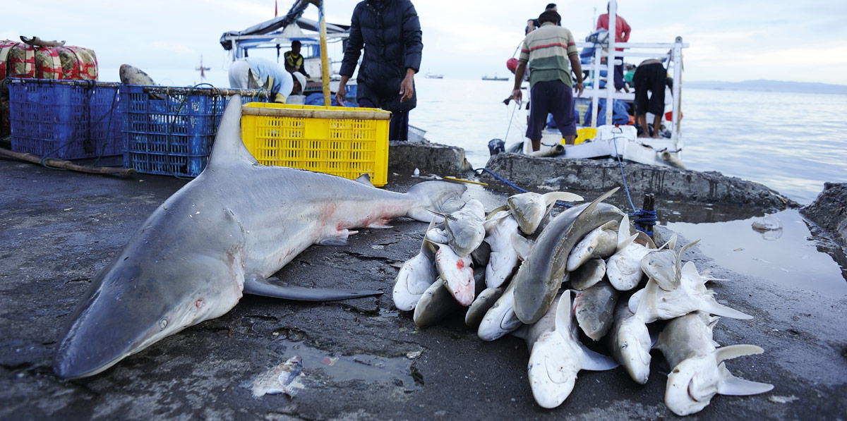 dead sharks