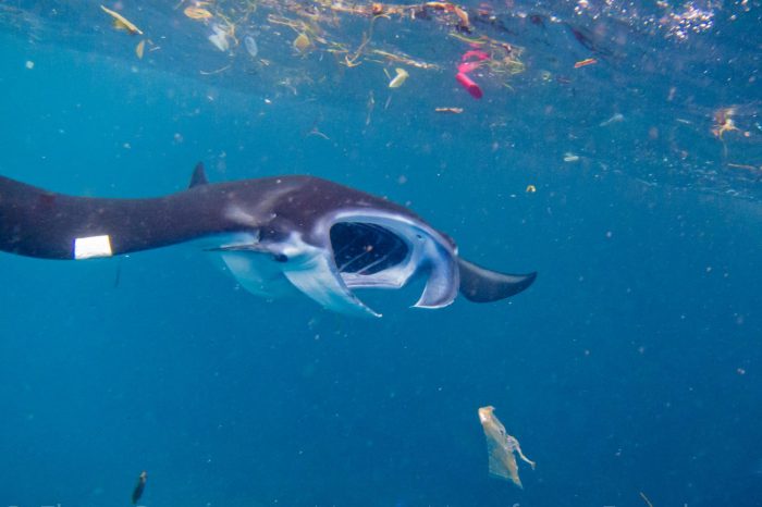 Plastic: A growing problem harming marine life