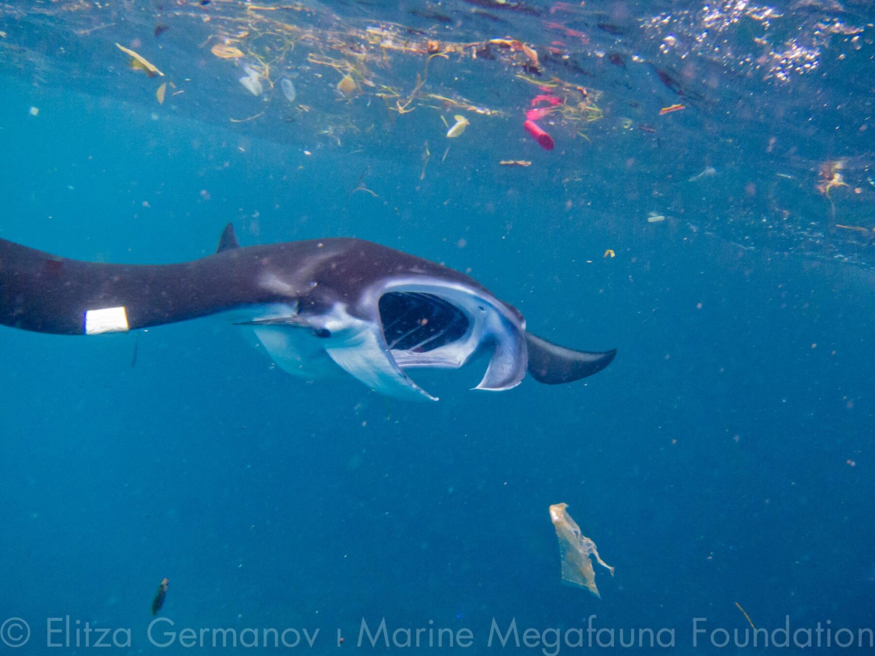 Manta Trash (3) - Copyright Marine Megafauna Foundation