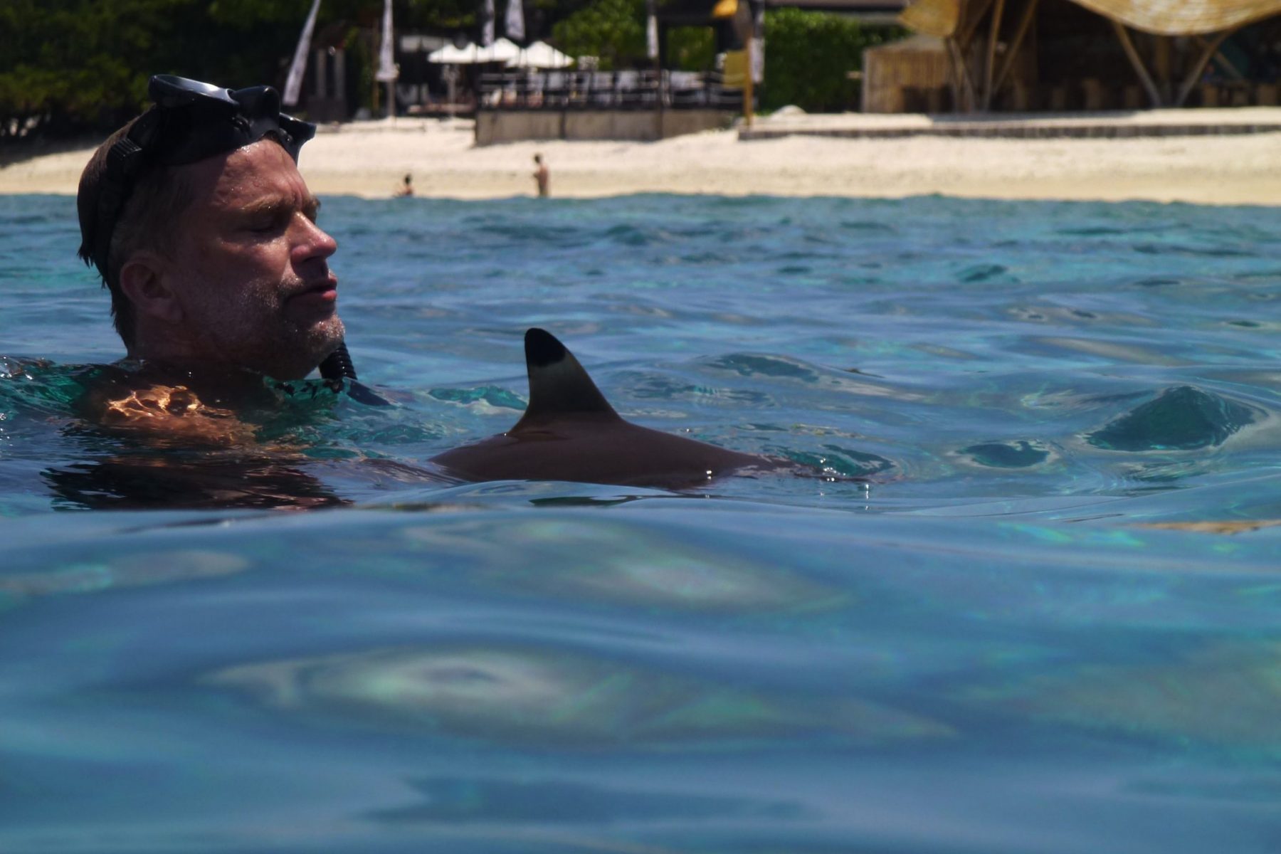 swimming with sharks