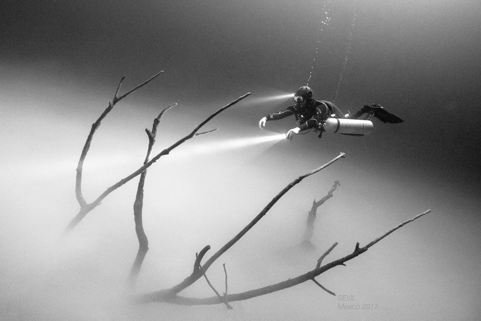 underwater tree