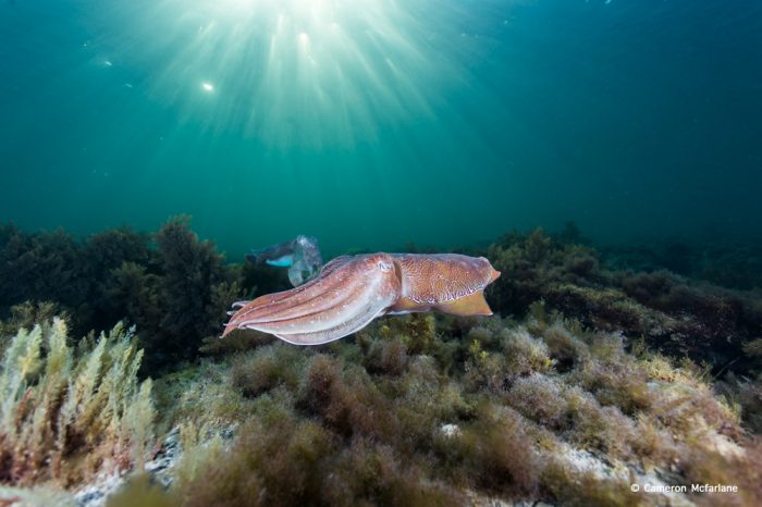 Mating Season: The Australian Giant Cuttlefish
