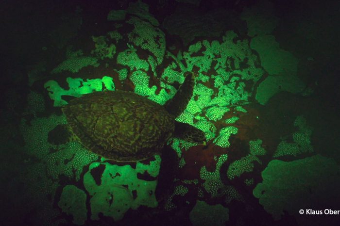 The search for the Bio-fluorescent Hawksbill Sea Turtle