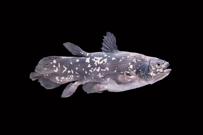 The Coelacanth: Lost no Longer