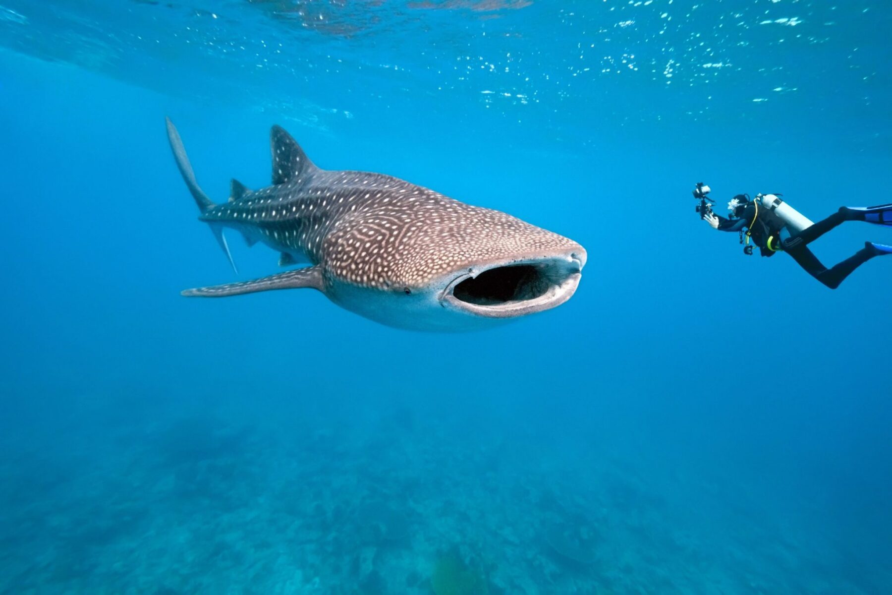 8774140 - whale shark and underwater photographer
