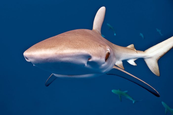 8 facts about The Galapagos Shark