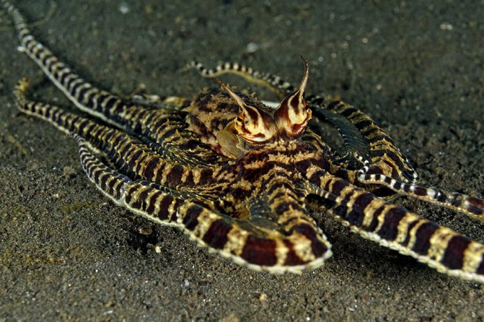 The Mind of a Mimic Octopus