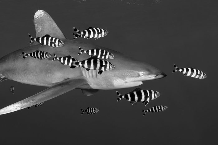 WHITETIPS IN A RED SEA