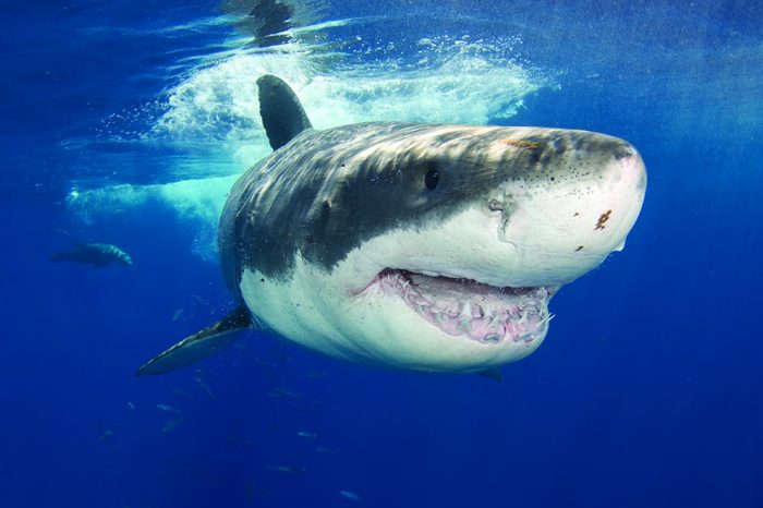 Great White Shark, Jaws misunderstood
