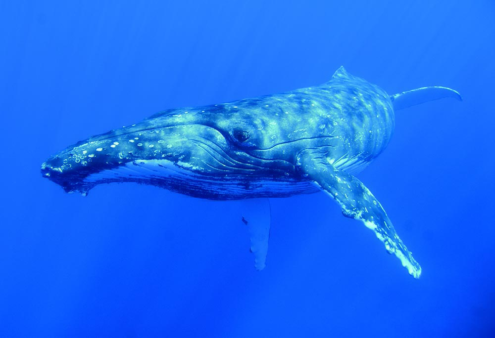 Humpback Whale, All hail the hump’ - Underwater360