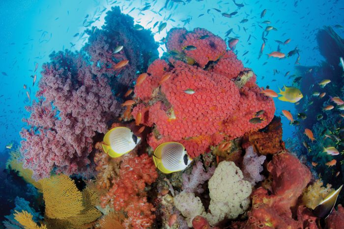 Sea of Change Foundation Launches Reef Rescue and Rapid Response Grants