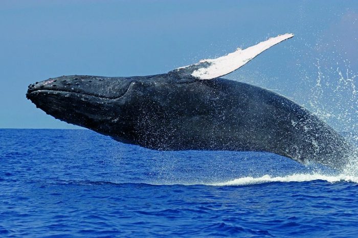 Humpback Whale, All hail the hump’