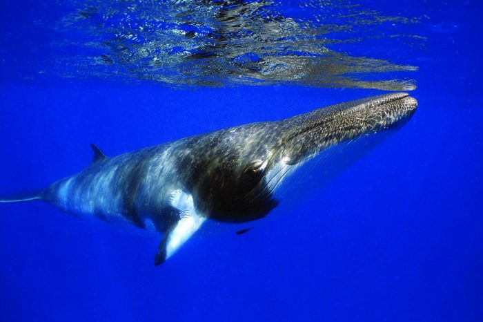 Dwarf Minke Whale, Smallest amongst giants