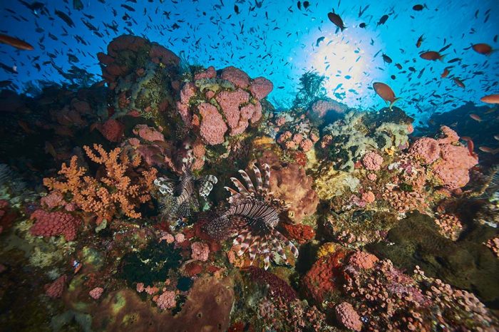 6 Threats to Corals