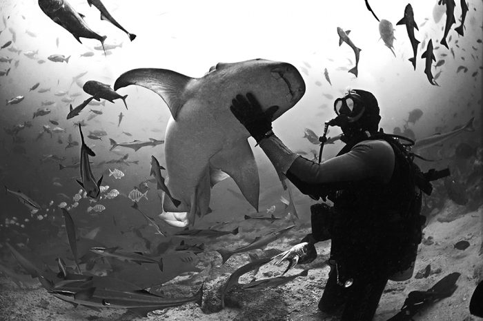 4 Places to Visit for Shark-Friendly Dives