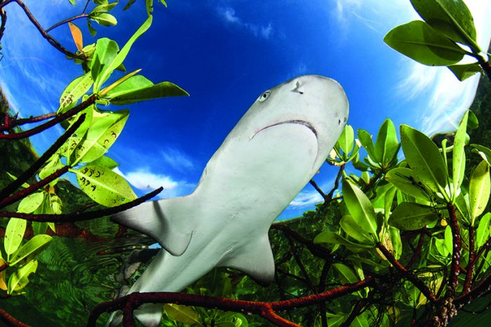 What is Sustainable Shark Diving?