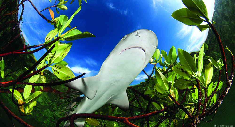 shark-business-diving-lemon-mangrove-bahamas-shane-gross copy