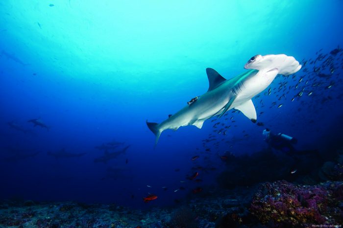 Saving the Sharks of the Shark Triangle