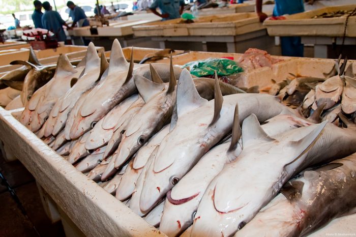 What's up with the Shark Fin Trade?