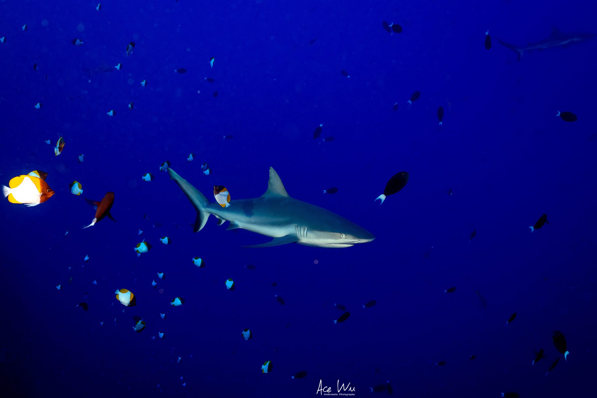A reef shark in Palau's waters