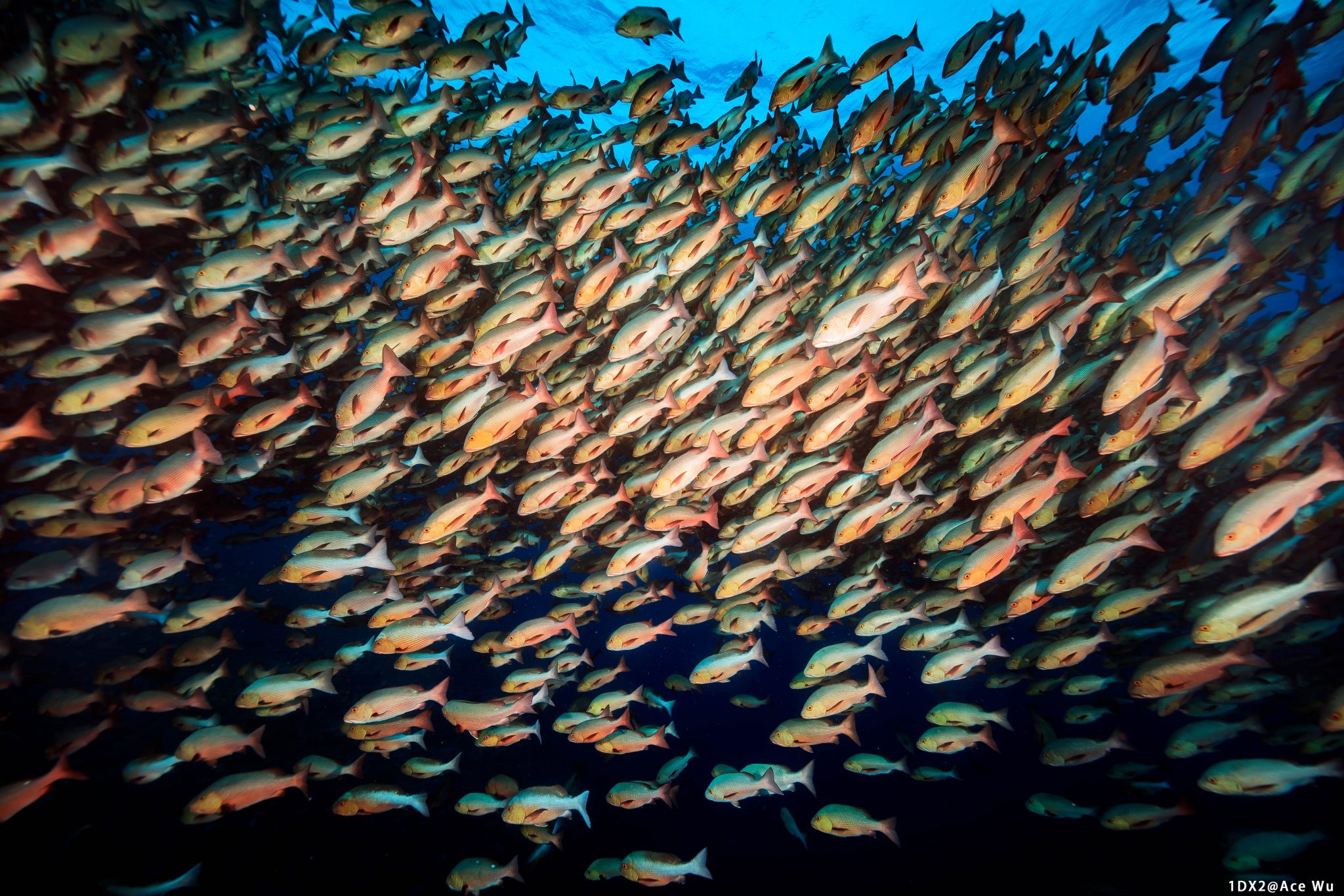 A school of fish in Palau's waters