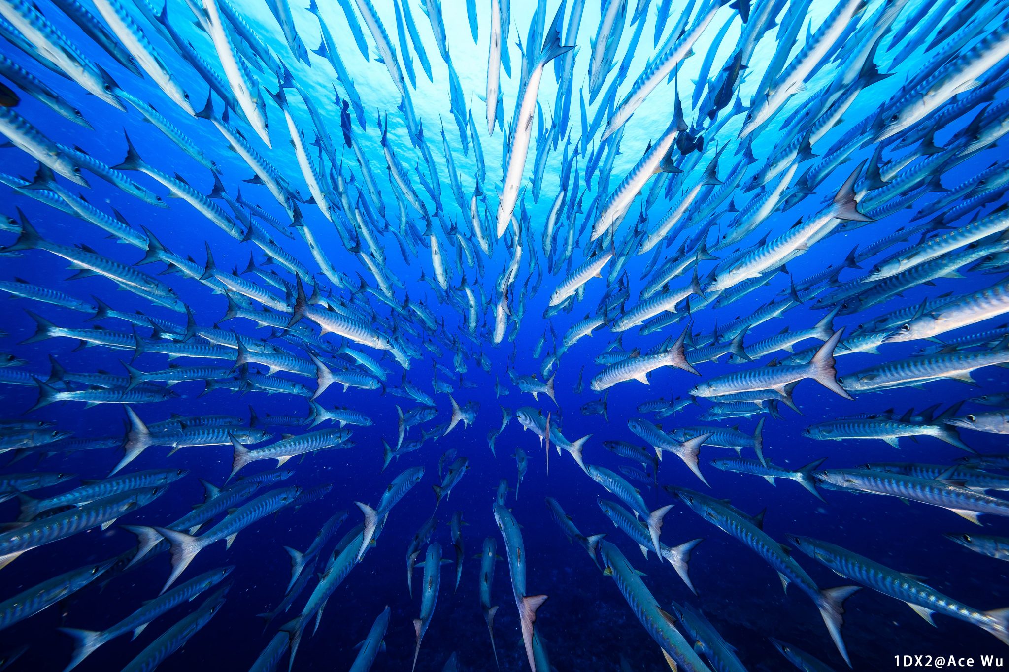 A first hand look inside a school of fish in motion