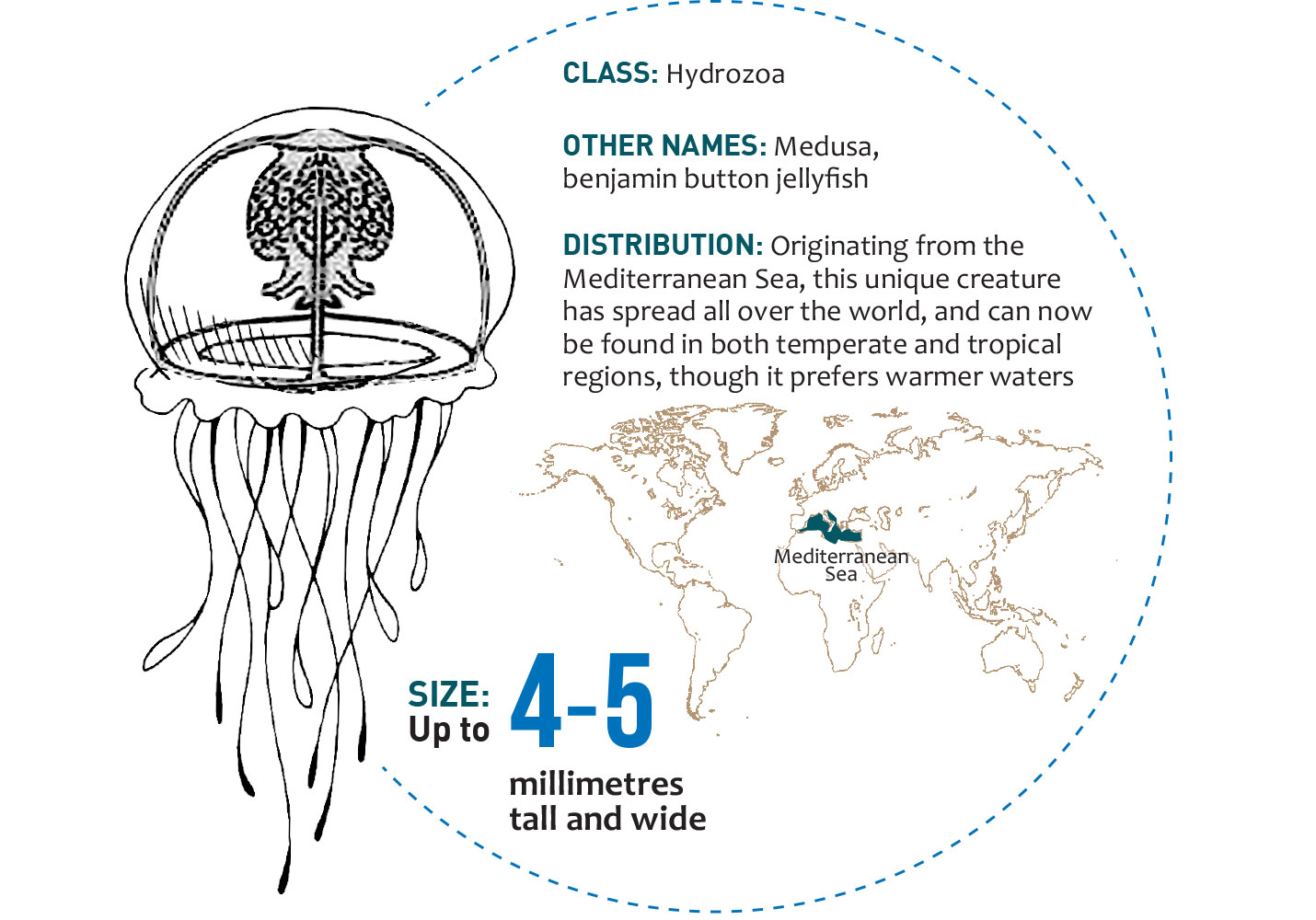Jellyfish Diagram For Kids