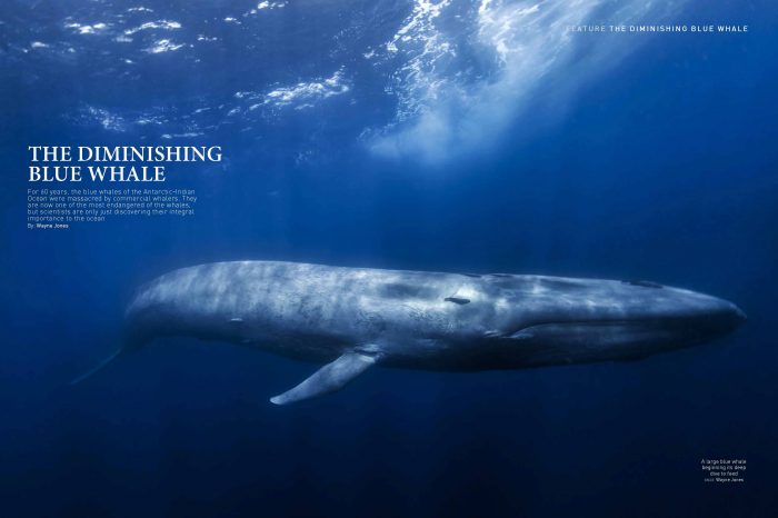 The Diminishing Blue Whales
