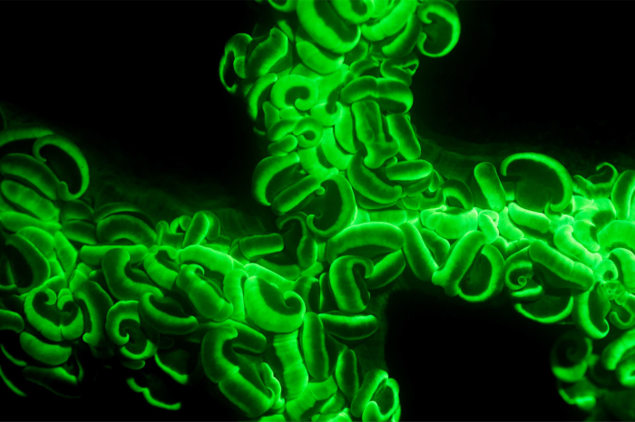 How Do Corals Fluoresce