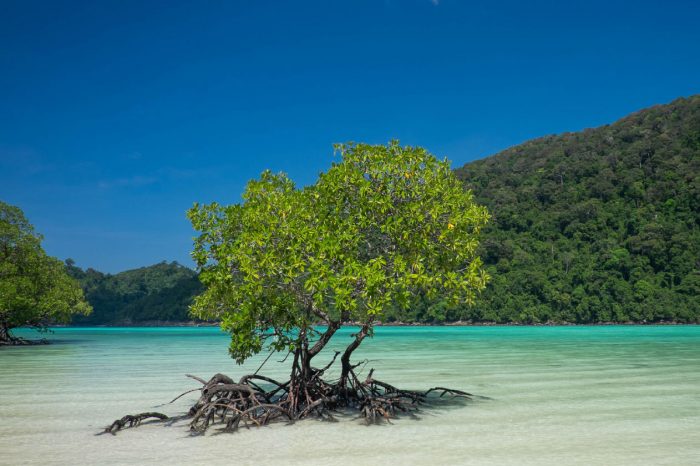 10 Things You Need To Know About Mangrove Forests