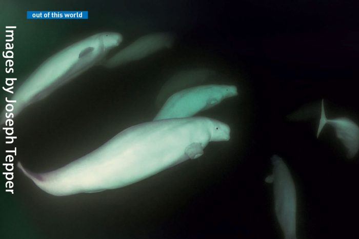 In the Emerald World of Belugas