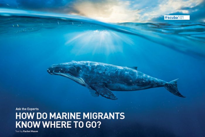 How Do Marine Migrants Know Where To Go?