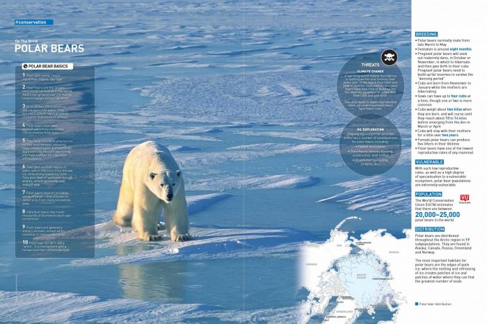 On the Brink: Polar Bears