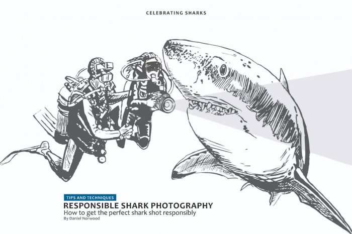 Tips & Techniques: Responsible Shark Photography