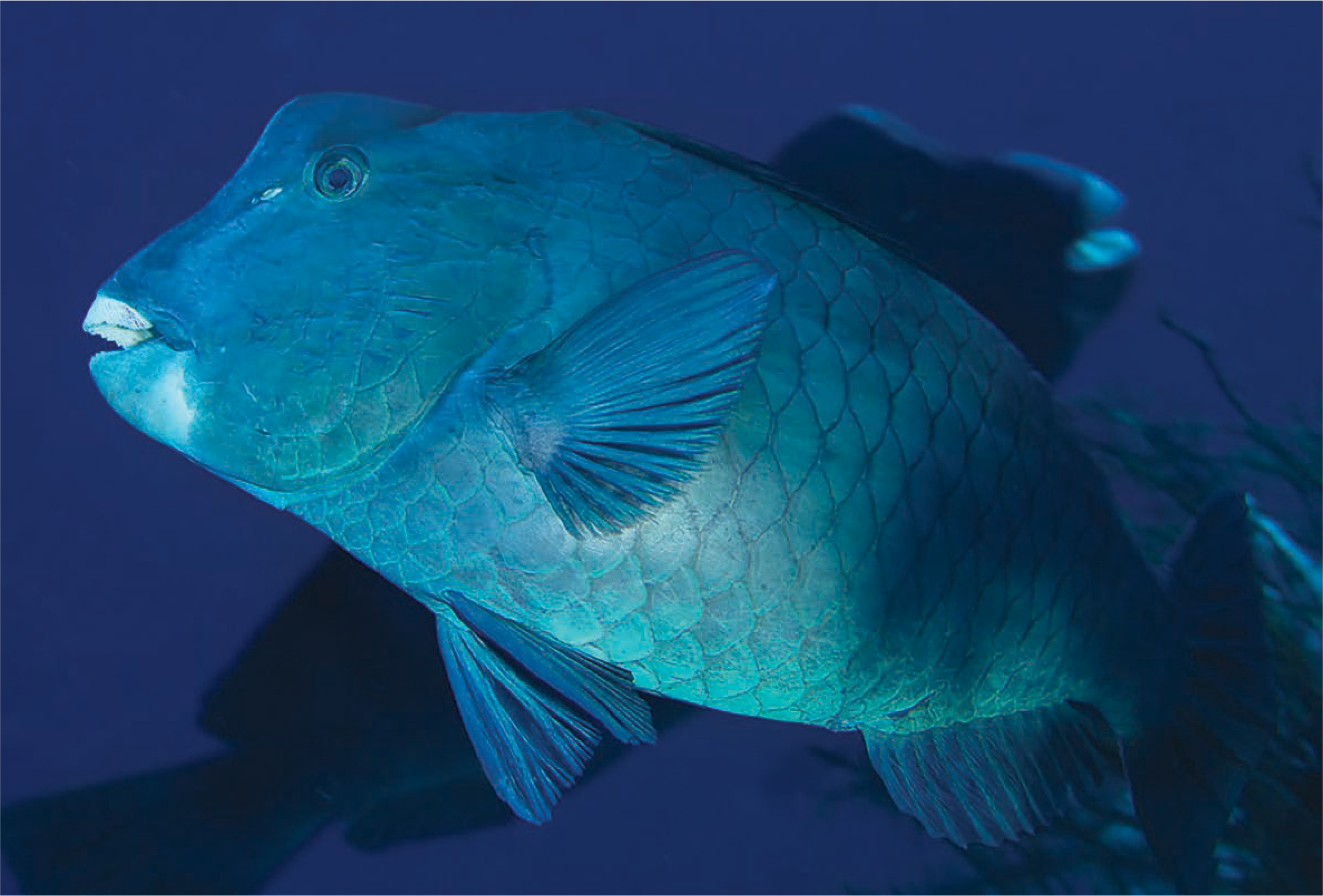 Bumphead parrotfish 