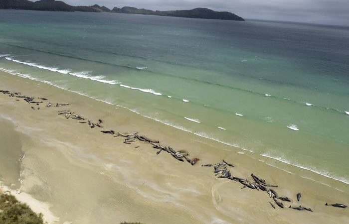 145 Pilot Whales Die in Stranding On Remote New Zealand Beach
