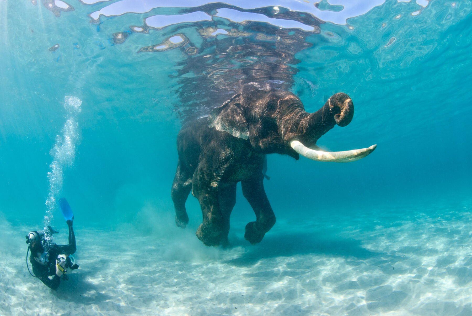 Swimming Elephant and photographer